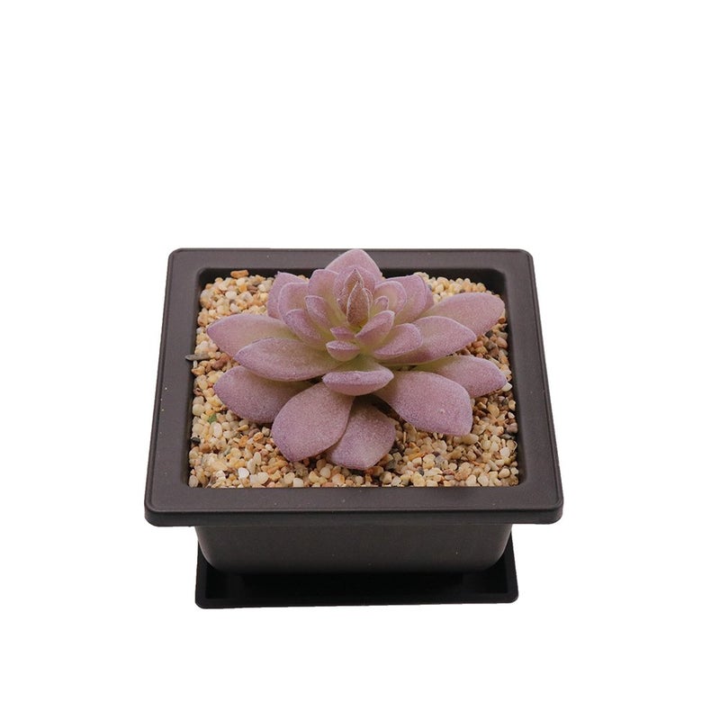 MUZHI 8PCS/Pack Retro Style Square Small Bonsai Training Pots with Tray, Mini Plastic Mocha Garden Flower Pot 4.7" - Image 5
